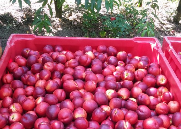 Nettarine Big Top in Bins