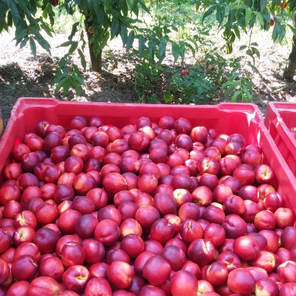 Nettarine Big Top in Bins